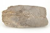 Cretaceous Bony Fish (Thryptodus) Rostrum - Kansas #208335-1